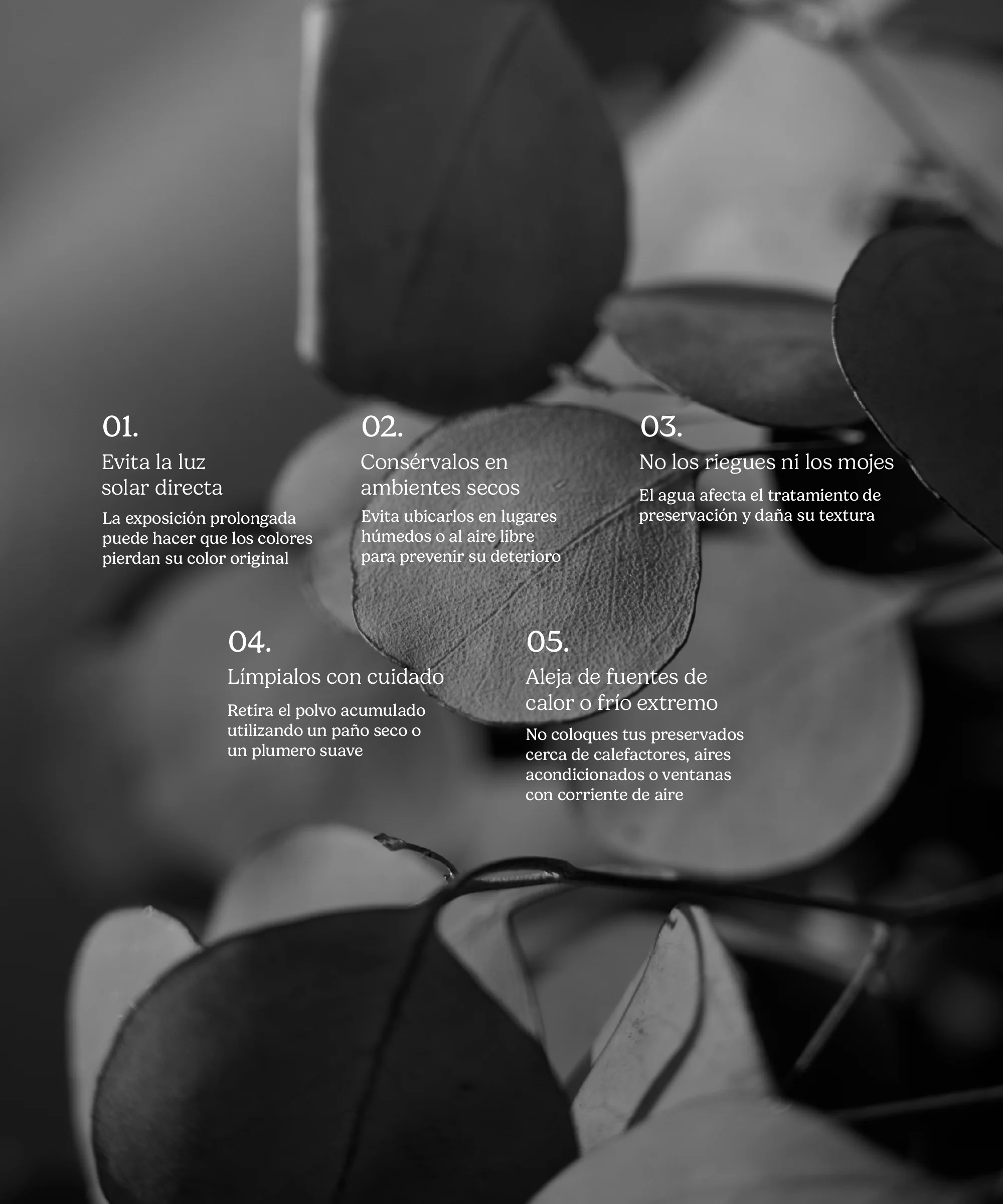 Árbol Eucalipto Preservado Essential - Image 17