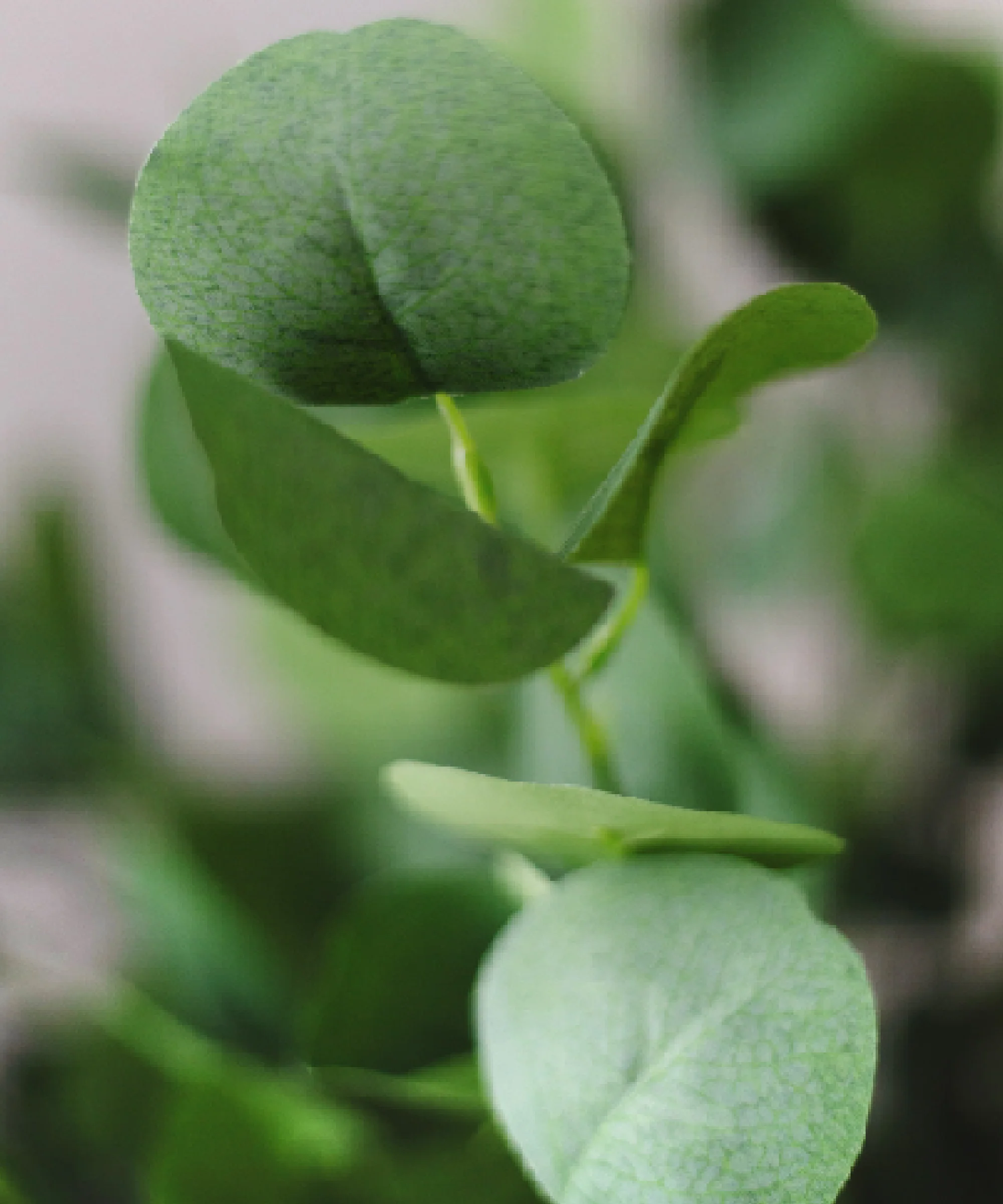 Eucalipto Artificial - Image 7