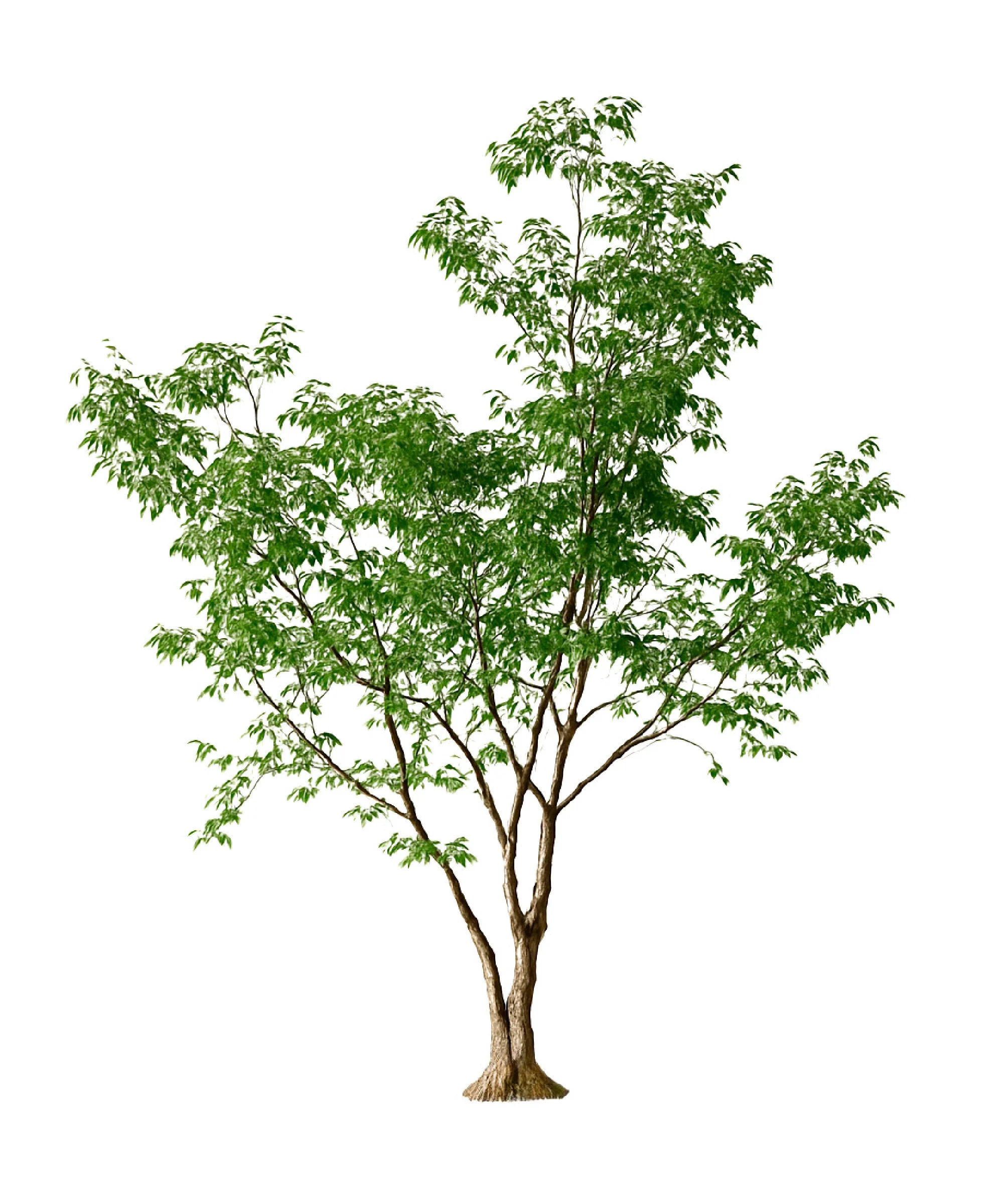 Ficus artificial 2,80 m - Image 2