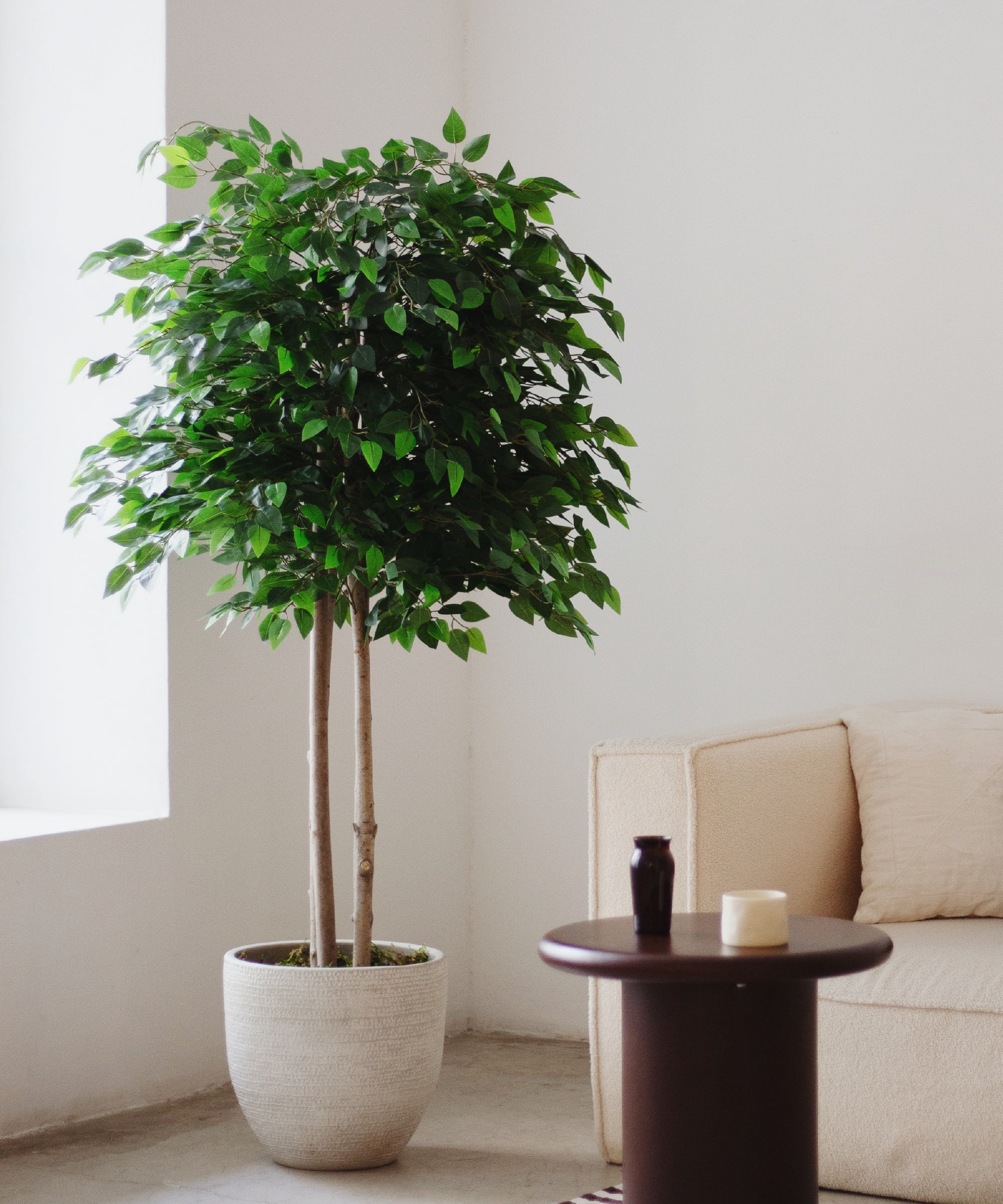 Ficus Artificial - Image 3