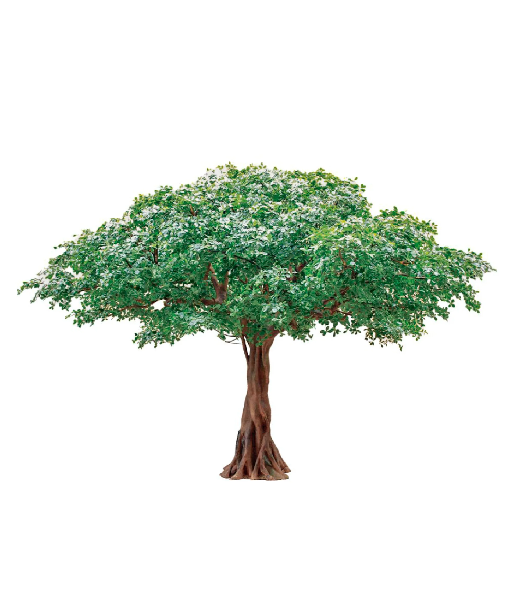 Ficus artificial 3m - 30m