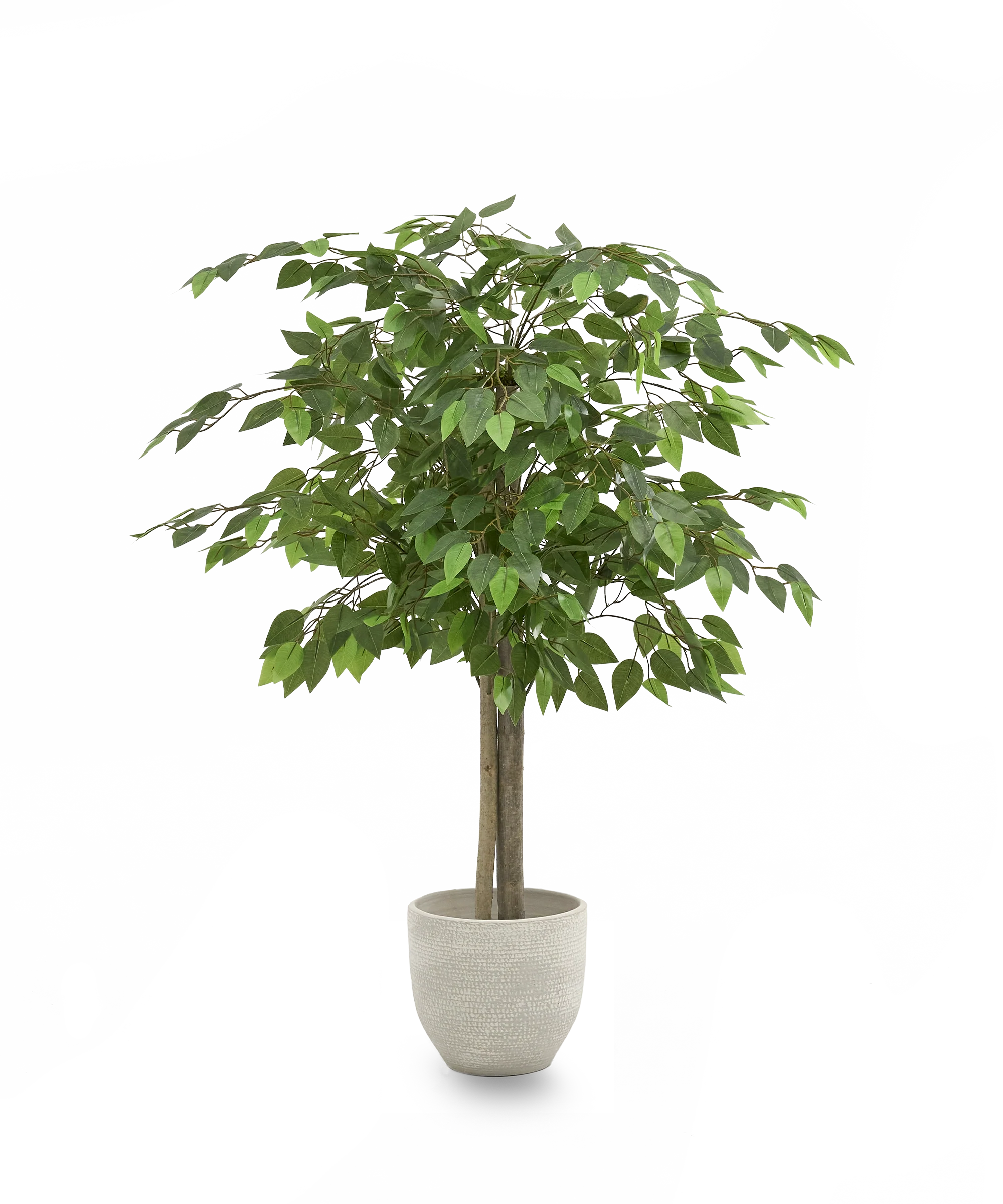 Ficus Artificial - Image 6