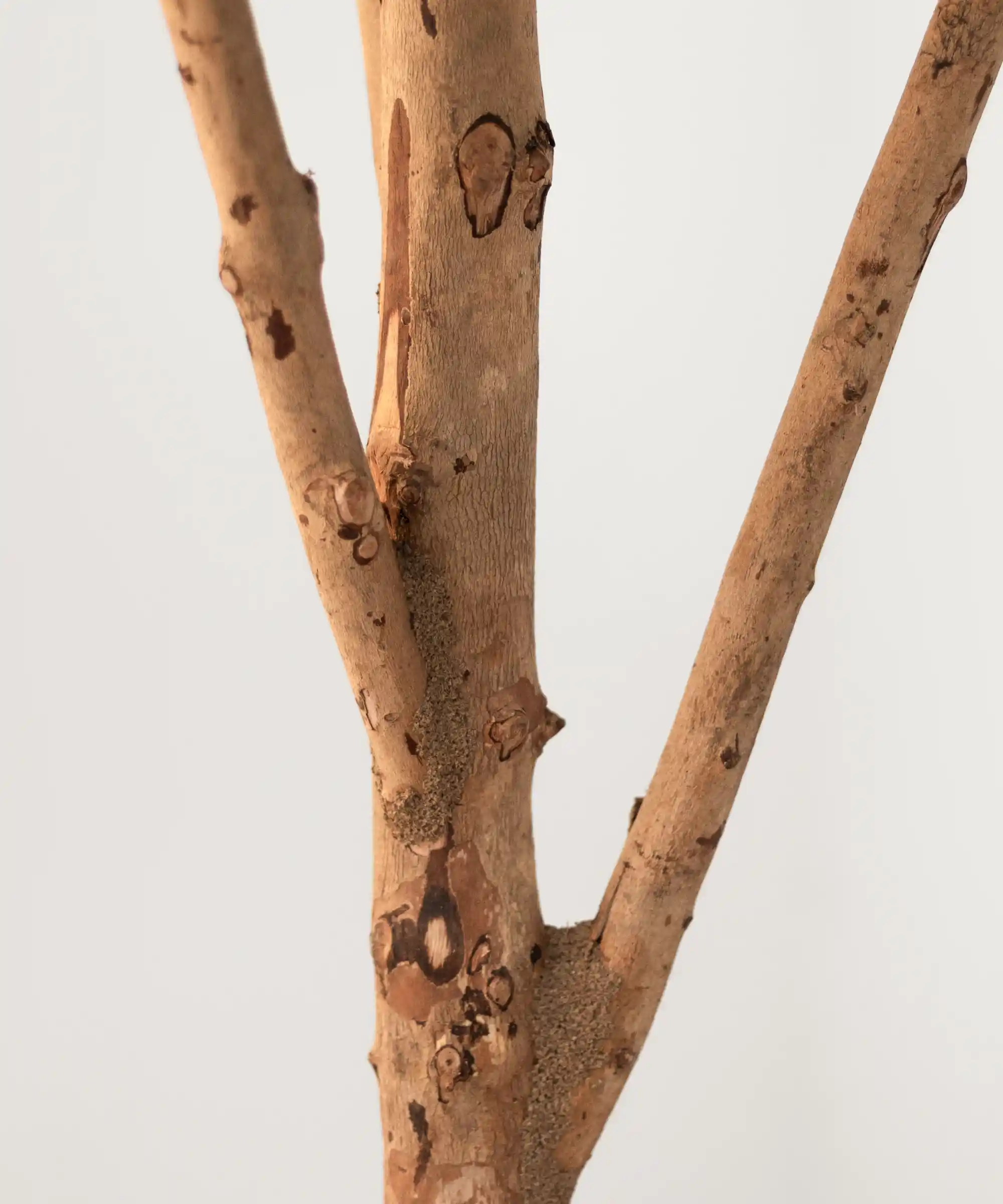 Laurel Artificial 220 cm - Image 3