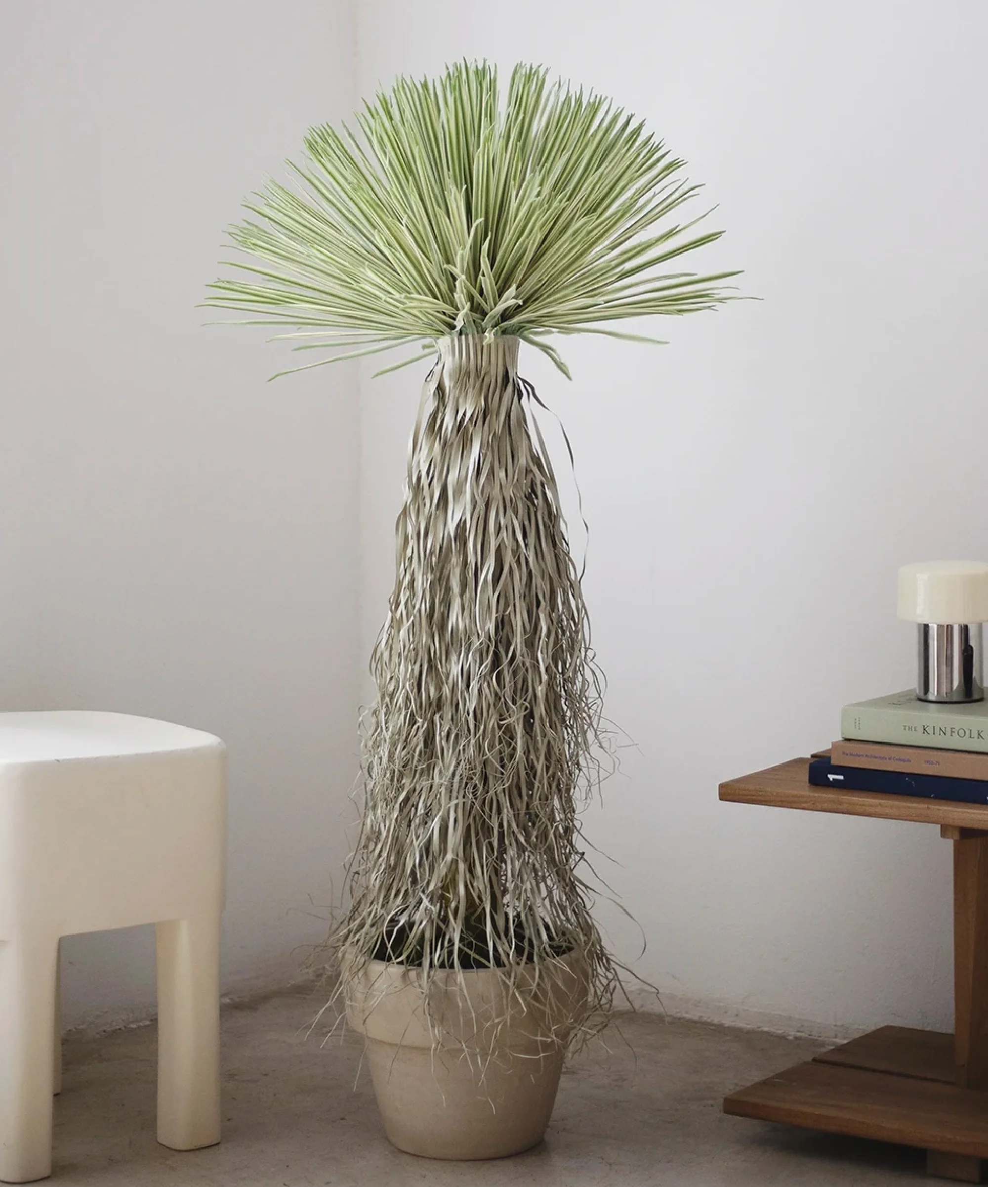 Nolina artificial - Image 3