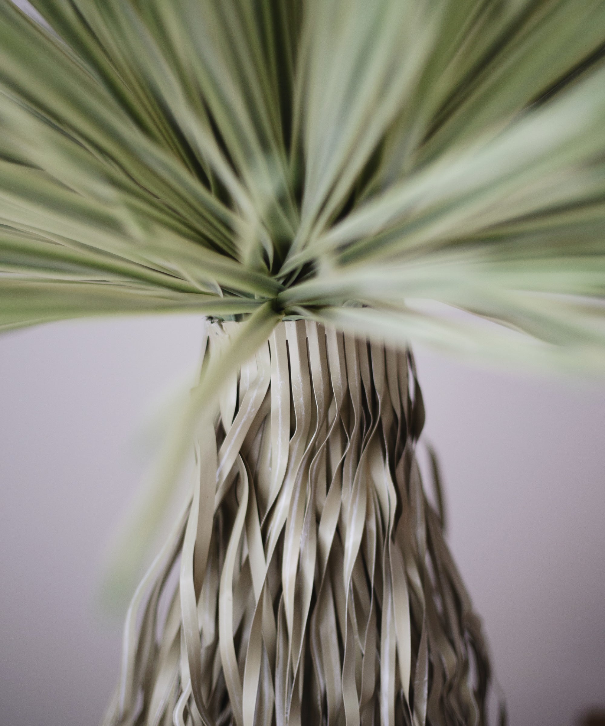Nolina artificial - Image 4