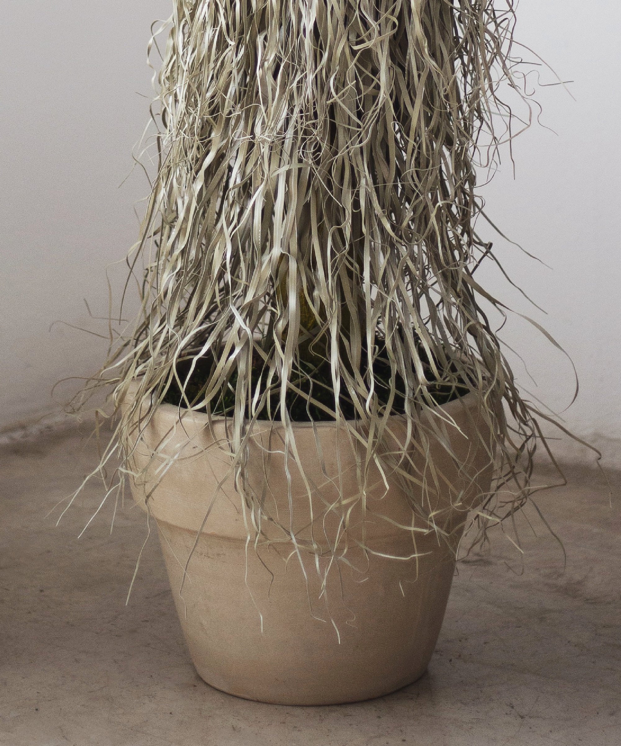 Nolina artificial - Image 5