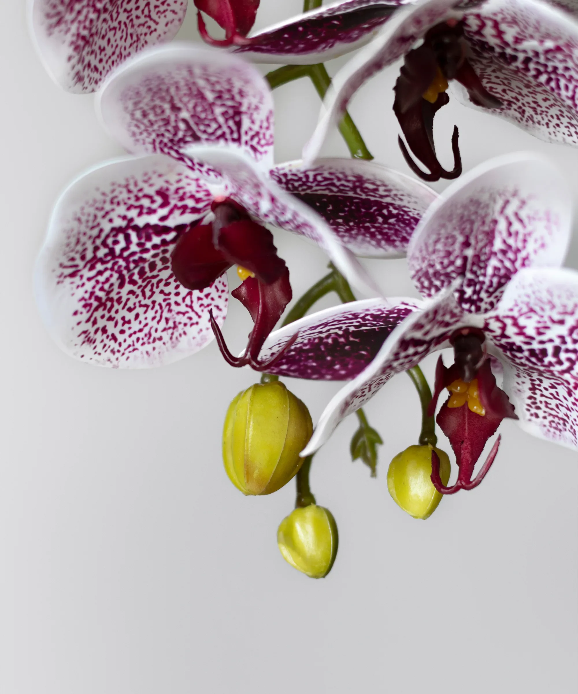 Orquídea artificial con Maceta de cerámica Lina - Image 10