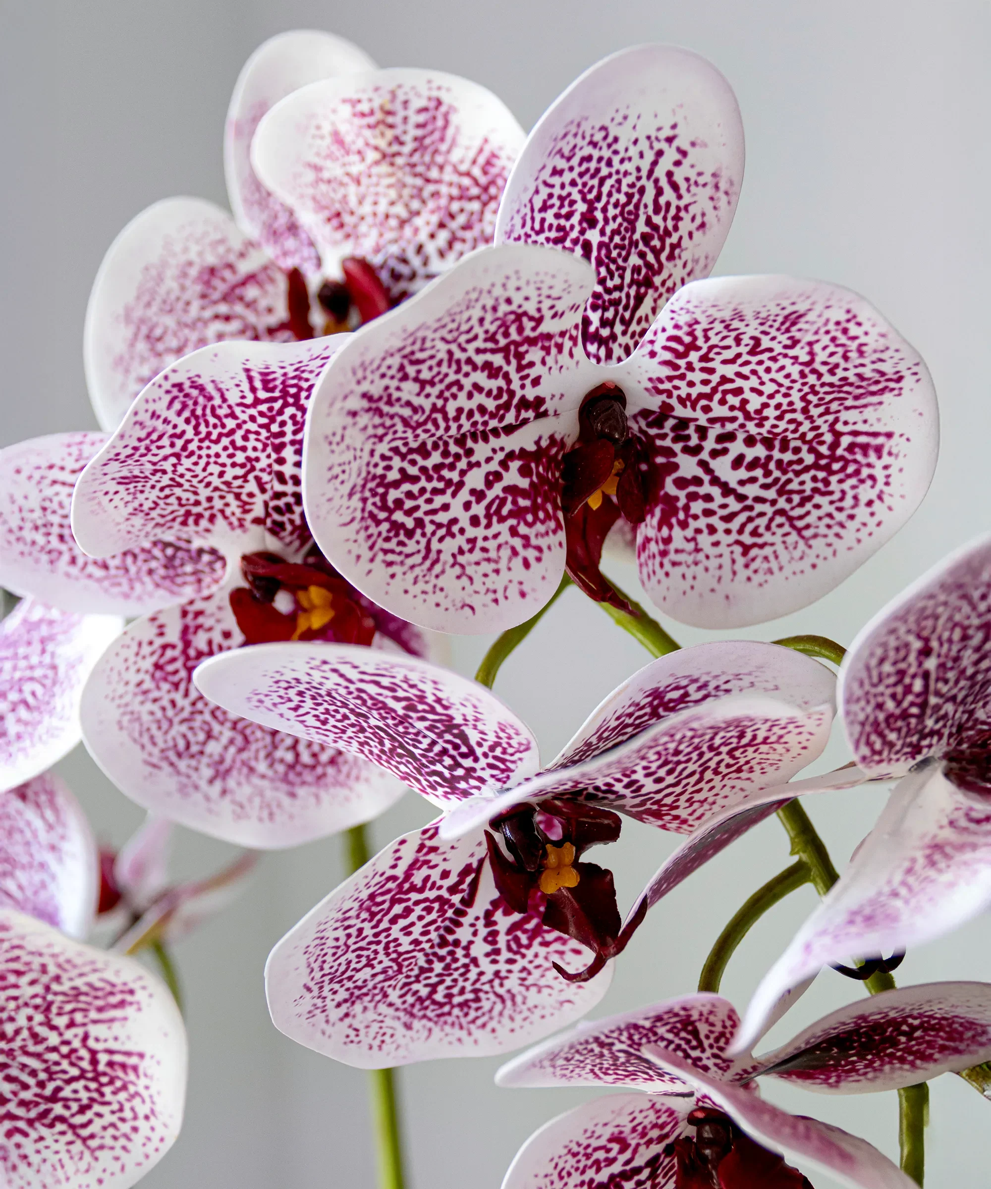 Orquídea artificial con Maceta de cerámica Lina - Image 5