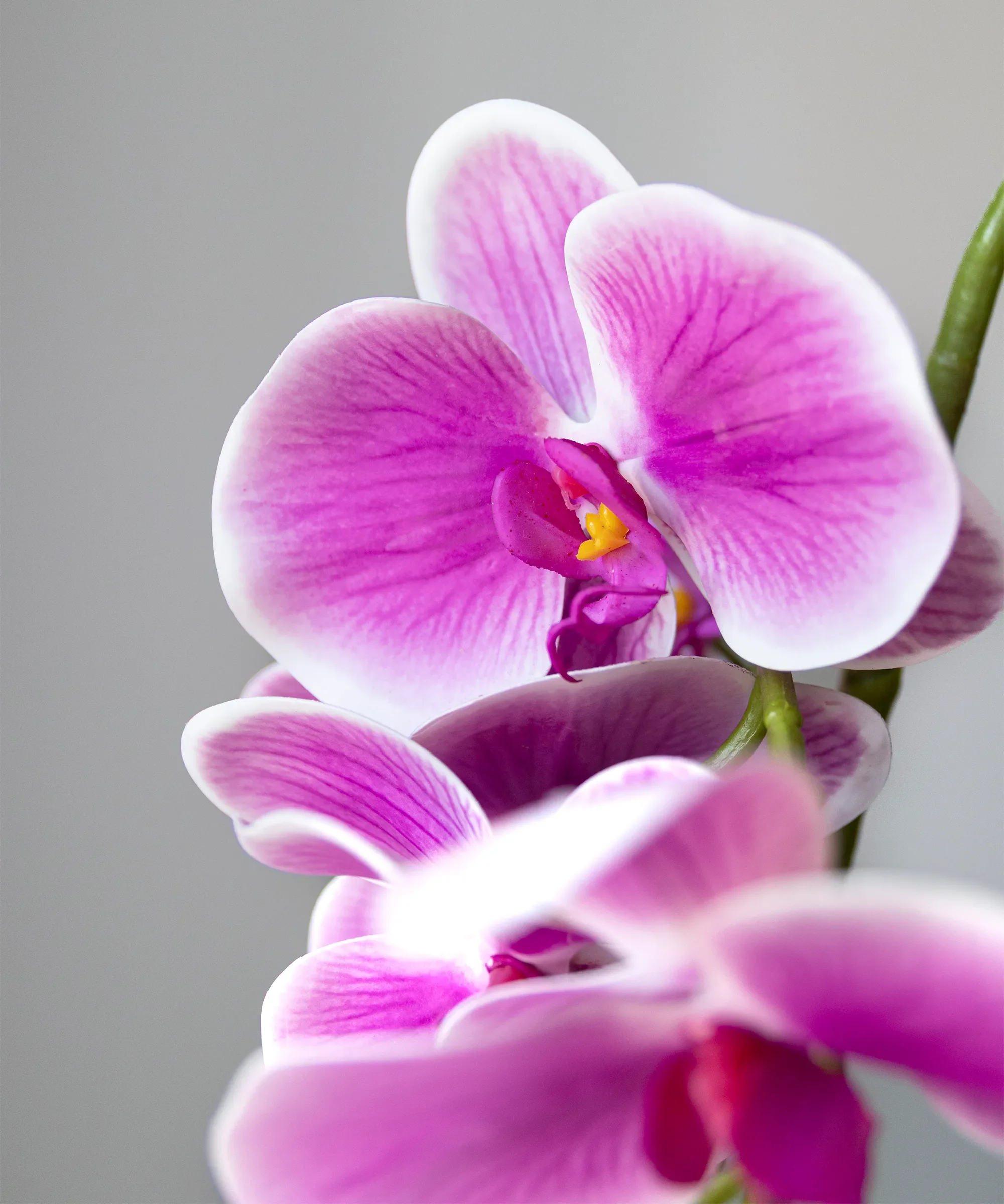 Orquídea artificial con Maceta de cerámica Noa - Image 7