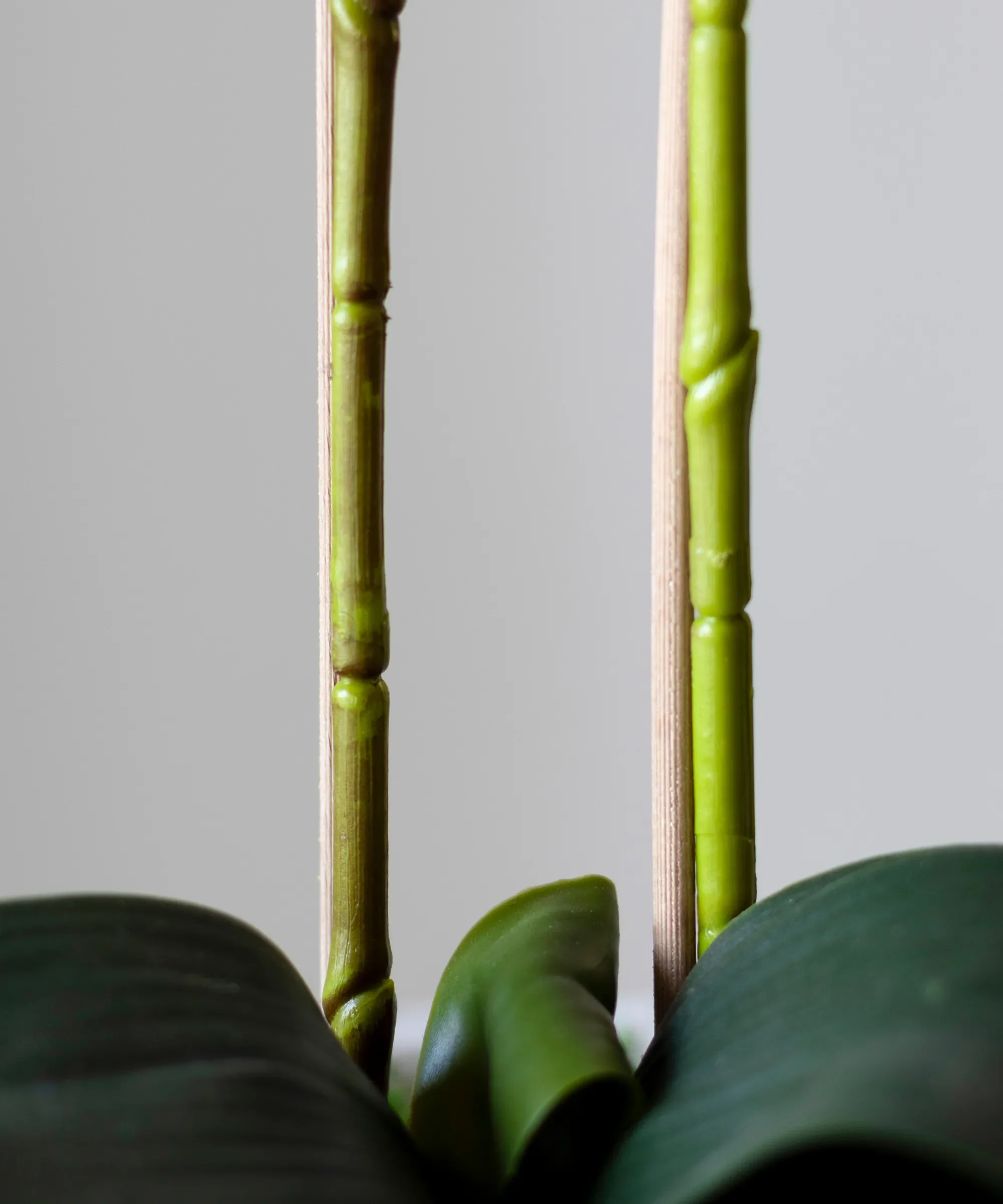 Orquídea artificial con Maceta de cerámica Noa - Image 13