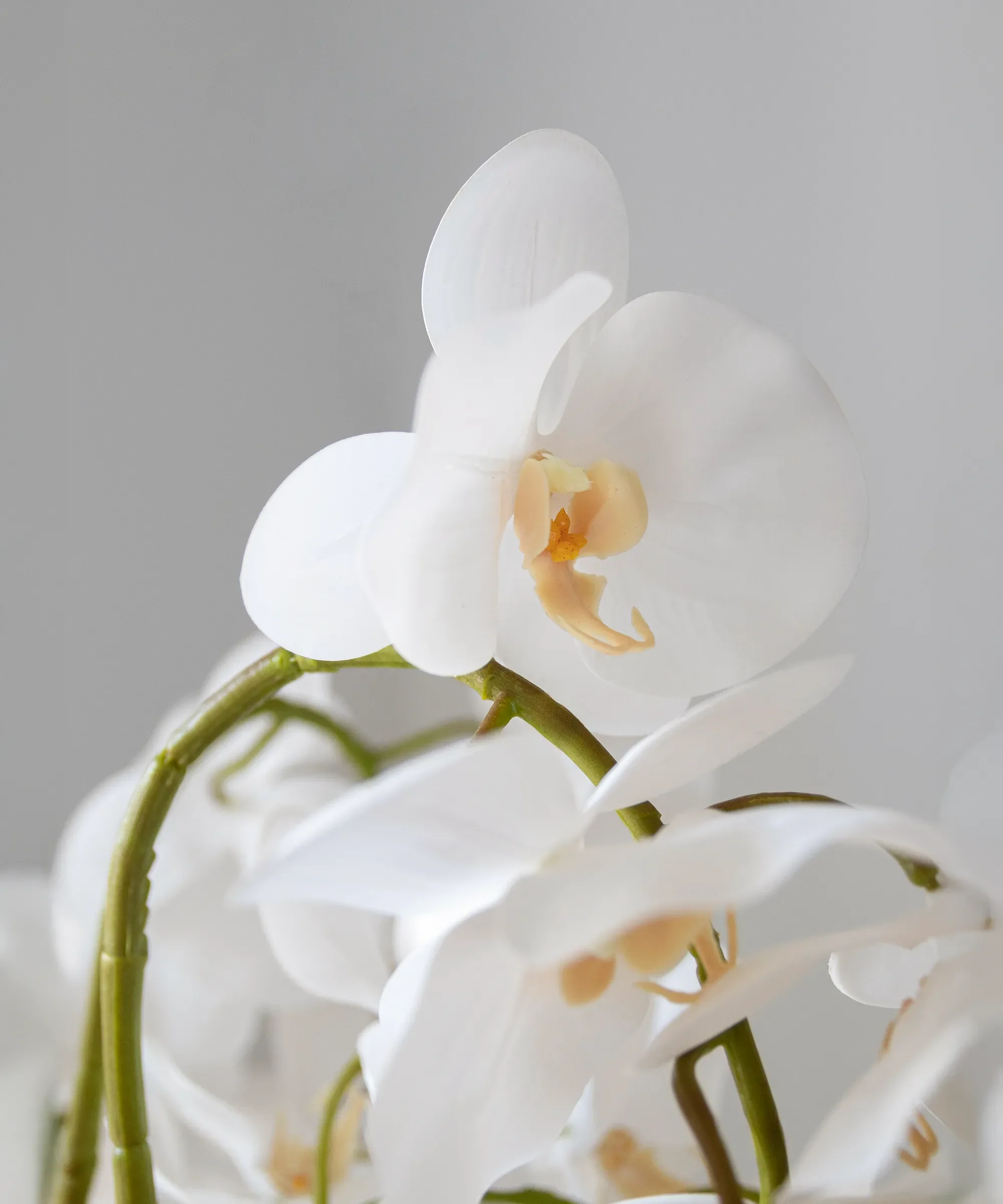 Orquídea artificial con Maceta de cerámica Royal - Image 6