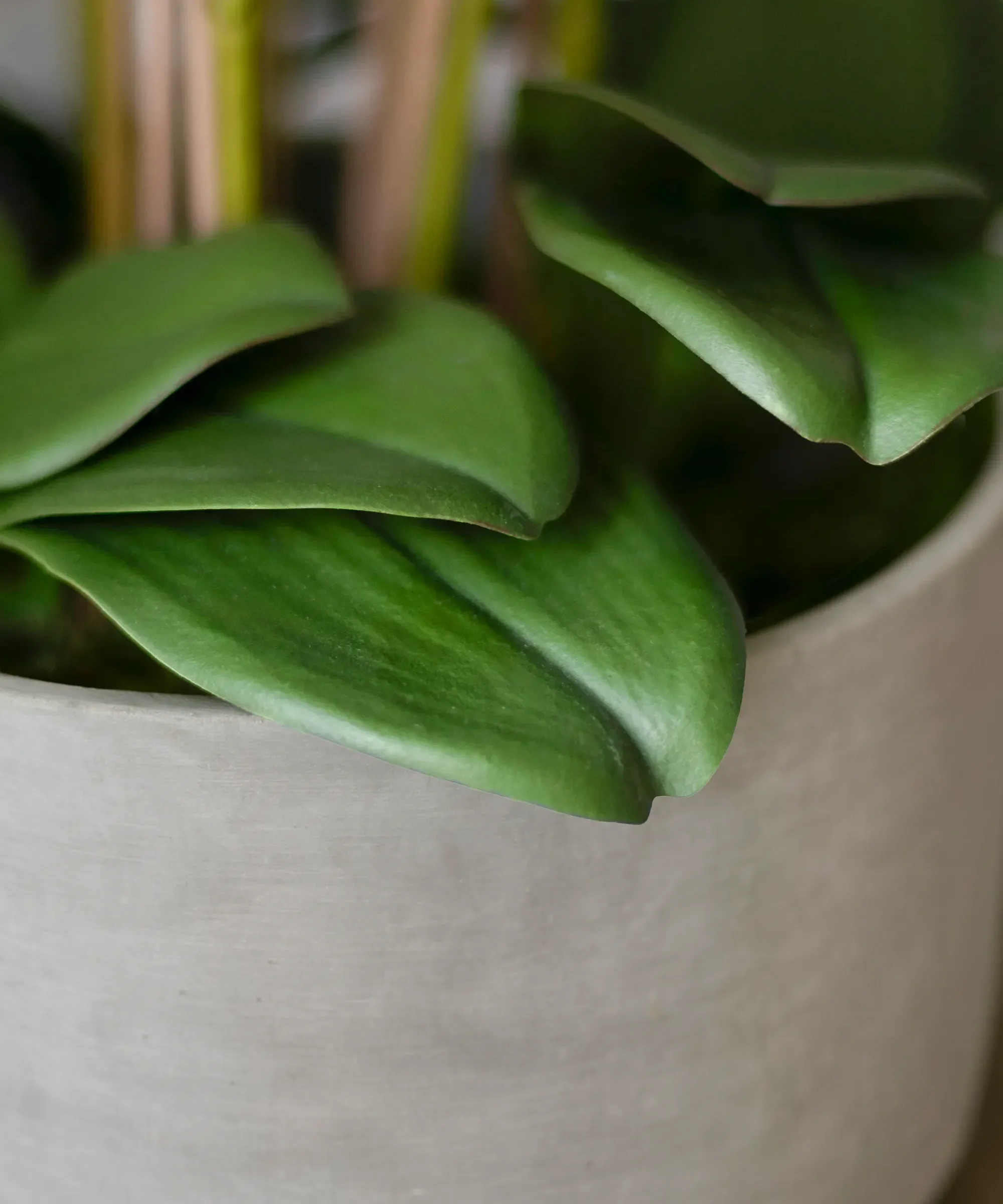 Orquídea artificial con Maceta de cerámica Sira - Image 12