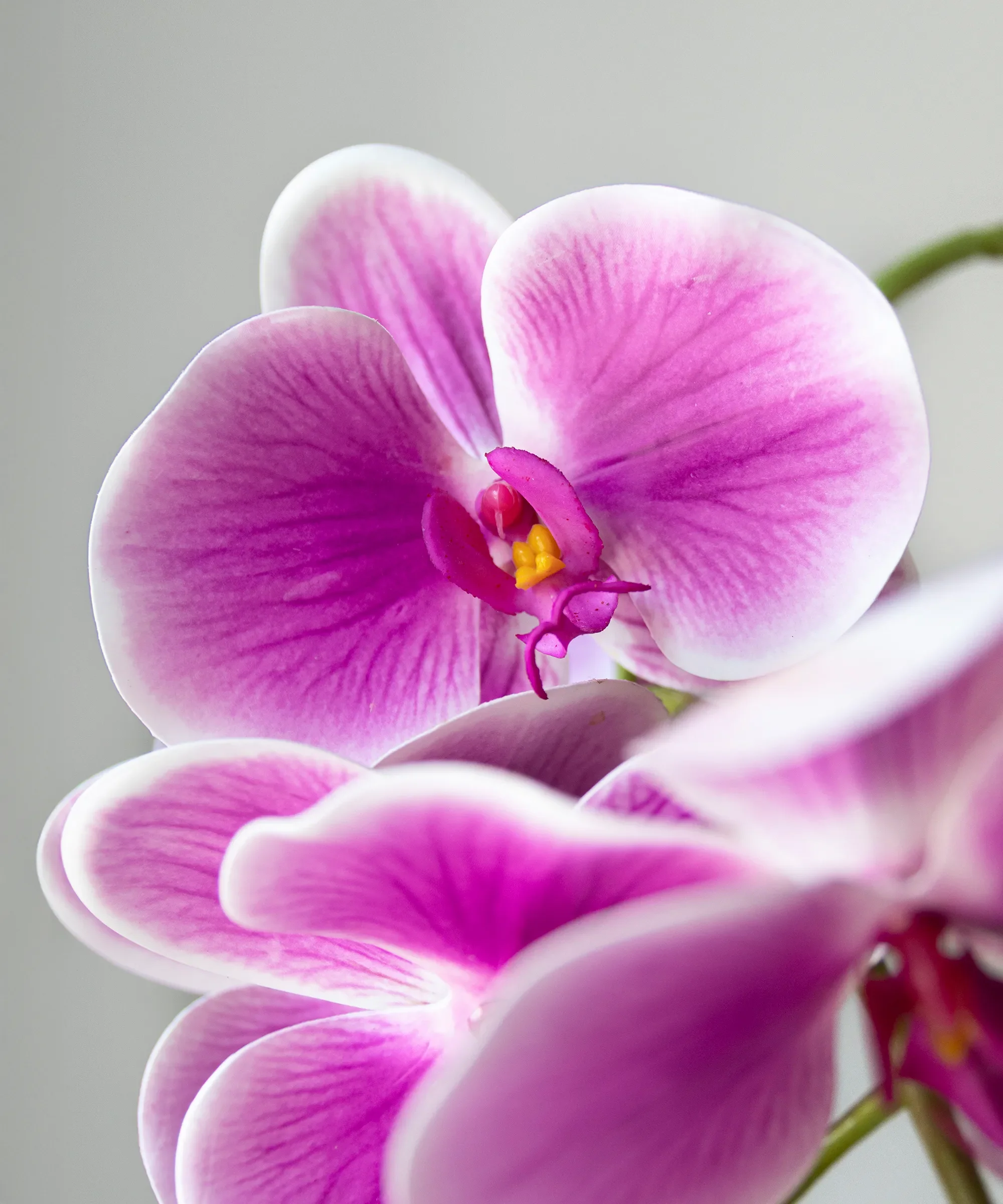 Orquídea artificial con Maceta de cerámica Sira - Image 8