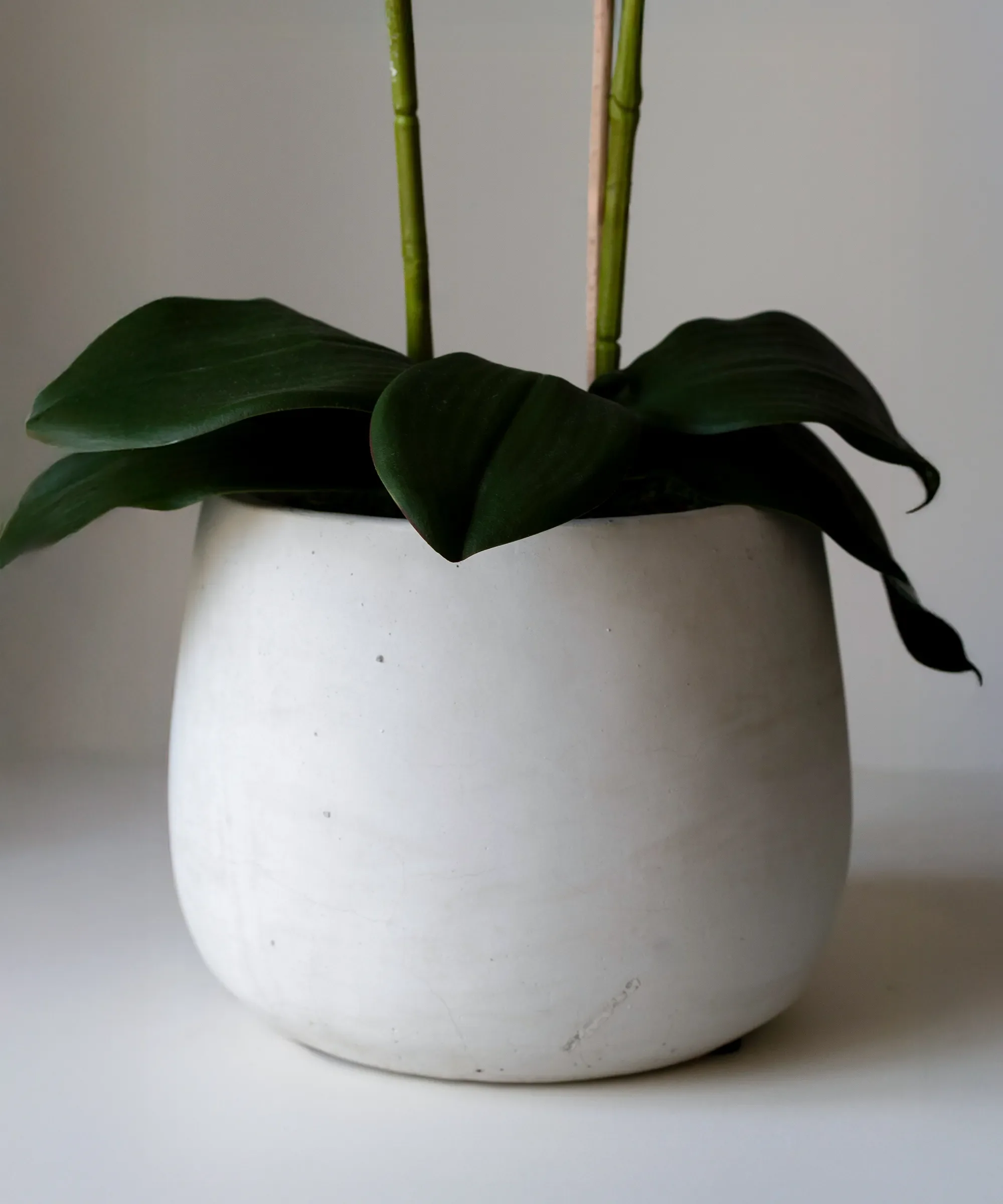 Orquídea artificial con Maceta de cerámica Soft - Image 12