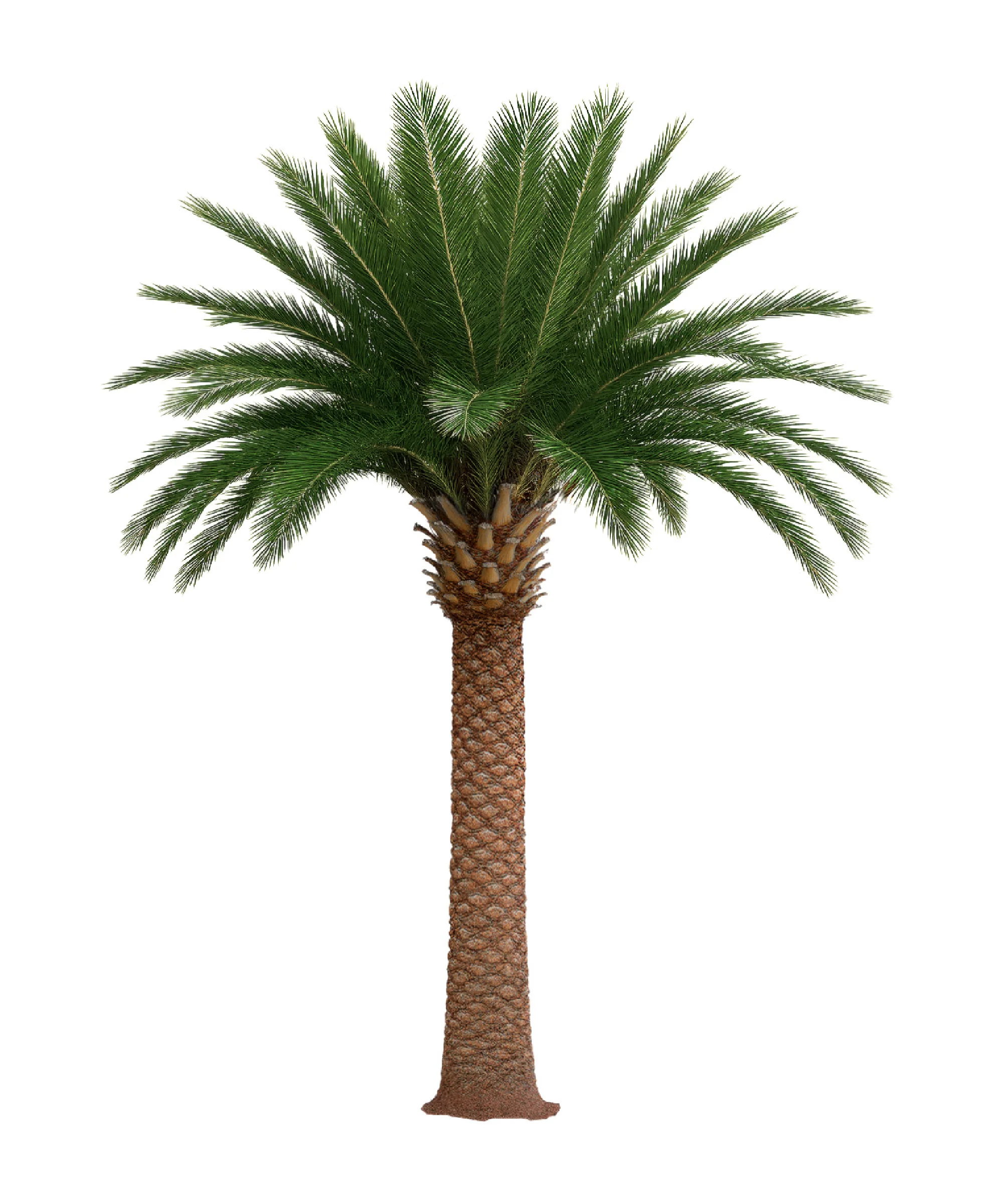 Palmera artificial Middle East 3m-30m - Image 2