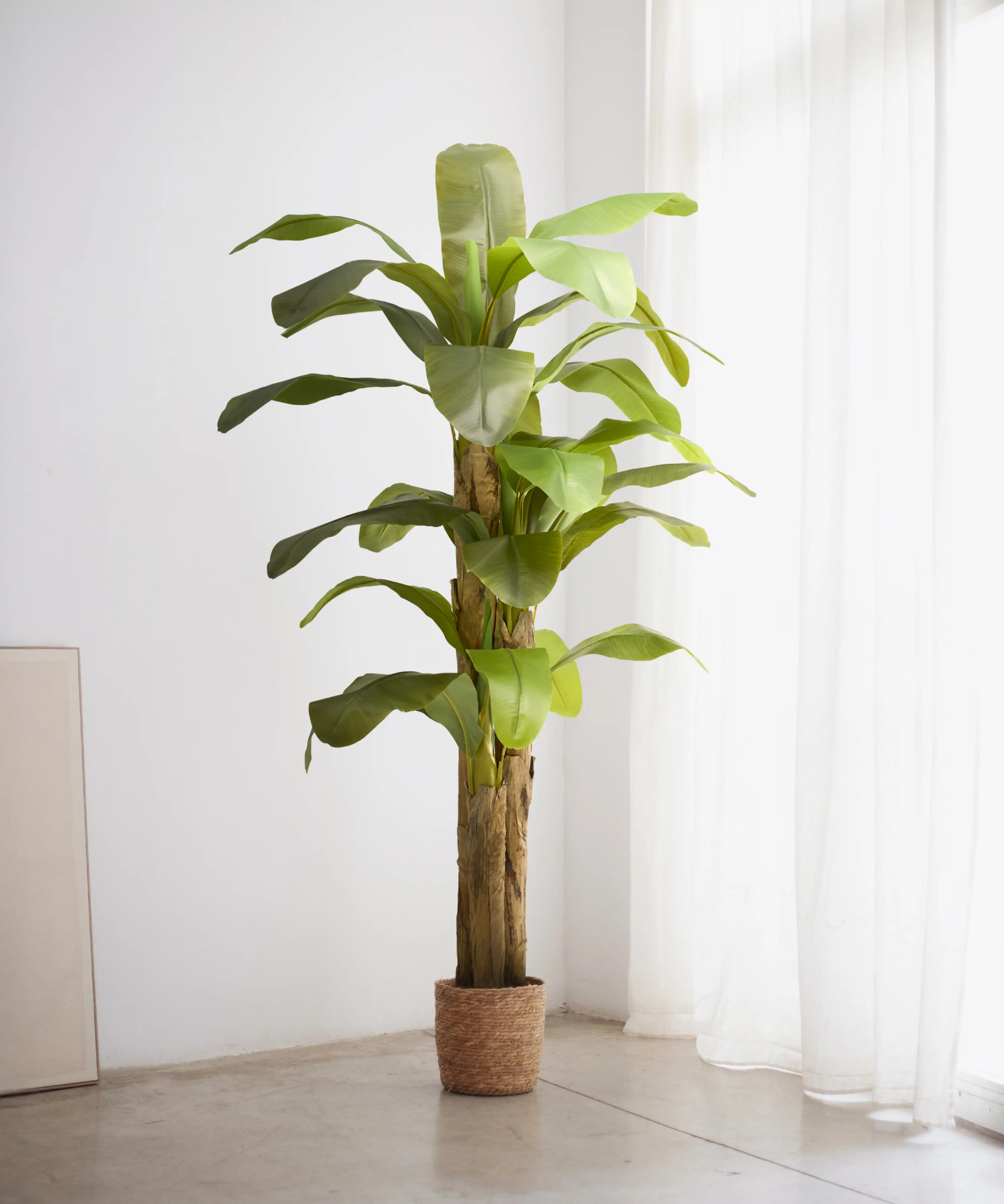 Platanera Artificial