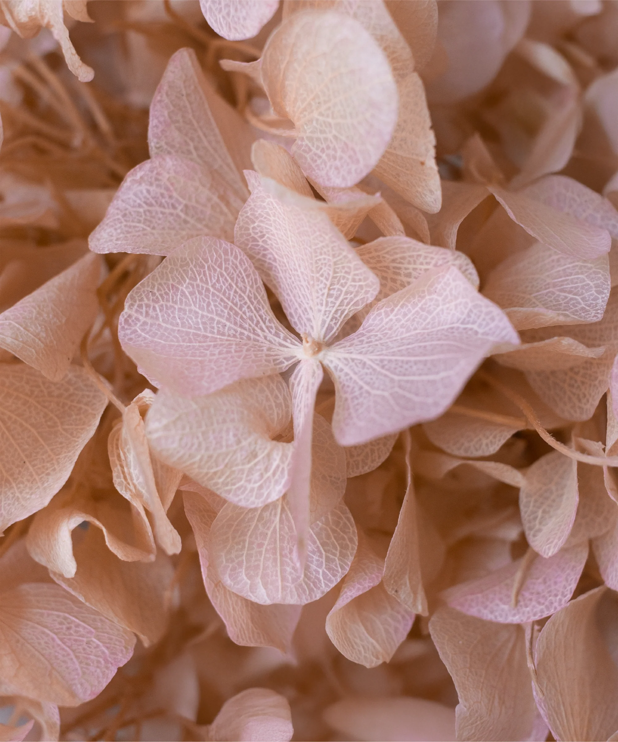 Ramo de Hortensias Preservadas - Image 23